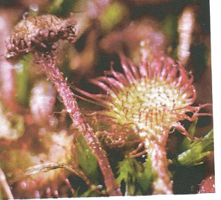 drosera rotundifolia.jpg